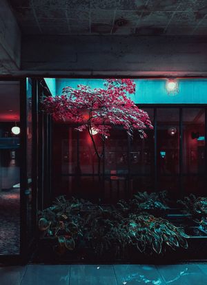 Terrace outside shop window with green plants and pink tree on night street